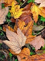 Herbstimpressionen_01