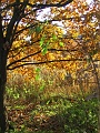 Herbstimpressionen_18