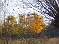 Herbstimpressionen_20