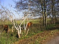 Herbstimpressionen_21