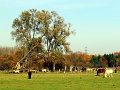 Herbstimpressionen_36