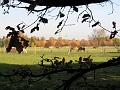 Herbstimpressionen_38