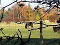 Herbstimpressionen_39