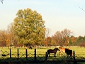 Herbstimpressionen_42