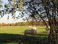 Herbstimpressionen_44