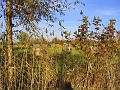 Herbstimpressionen_46