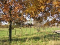 Herbstimpressionen_51